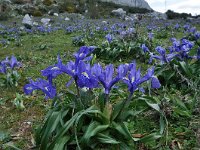 Iris planifolia 19, Saxifraga-Harry Jans