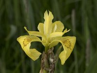 Iris pseudacorus 65, Gele lis, Saxifraga-Willem van Kruijsbergen