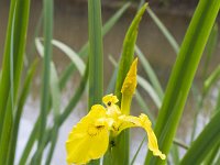 Iris pseudacorus 67, Gele lis, Saxifraga-Jan Nijndijk