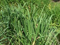 Iris pseudacorus 69, Gele lis, Saxifraga-Sonja Bouwman