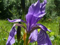 Iris sibirica 38, Siberische lis, Saxifraga-Hans Grotenhuis