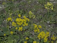 Isatis tinctoria 1, Wede, Saxifraga-Willem van Kruijsbergen