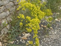 Isatis tinctoria 11, Wede, Saxifraga-Jan van der Straaten