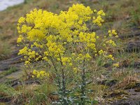 Isatis tinctoria 13, Wede, Saxifraga-Peter Meininger