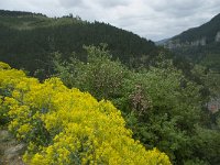 Isatis tinctoria 14, Wede, Saxifraga-Willem van Kruijsbergen