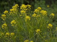 Isatis tinctoria 15, Wede, Saxifraga-Willem van Kruijsbergen