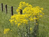 Isatis tinctoria 16, Wede, Saxifraga-Peter Meininger