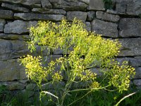 Isatis tinctoria 18, Wede, Saxifraga-Rutger Barendse