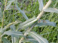 Isatis tinctoria 19, Wede, Saxifraga-Rutger Barendse