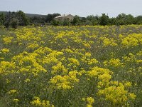 Isatis tinctoria 2, Wede, Saxifraga-Willem van Kruijsbergen