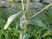 Isatis tinctoria 20, Wede, Saxifraga-Rutger Barendse