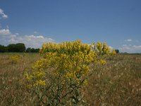 Isatis tinctoria 21, Wede, Saxifraga-Dirk Hilbers