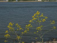 Isatis tinctoria 26, Wede, Saxifraga-Jan van der Straaten