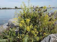 Isatis tinctoria 27, Wede, Saxifraga-Willem van Kruijsbergen