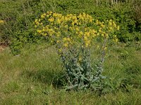 Isatis tinctoria 28, Wede, Saxifraga-Peter Meininger