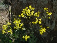 Isatis tinctoria 29, Wede, Saxifraga-Rutger Barendse