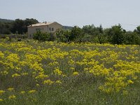 Isatis tinctoria 3, Wede, Saxifraga-Willem van Kruijsbergen