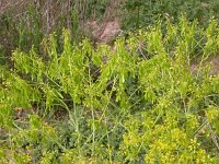 Isatis tinctoria 5, Wede, Saxifraga-Peter Meininger