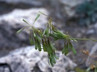 Isatis tinctoria 6, Wede, Saxifraga-Jan van der Straaten