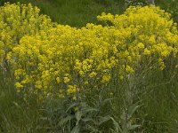 Isatis tinctoria 8, Wede, Saxifraga-Jan van der Straaten