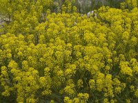 Isatis tinctoria 9, Wede, Saxifraga-Jan van der Straaten