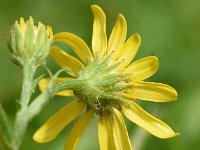 Jacobaea aquatica 2, Waterkruiskruid, Saxifraga-Sonja Bouwman  889. Waterkruiskruid - Jacobaea aquatica - Asteraceae familie (i)