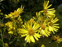 Jacobaea paludosa 10, Moeraskruidkruid, Saxifraga-Ed Stikvoort