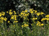 Jacobaea paludosa 17, Moeraskruiskruid, Saxifraga-Bart Vastenhouw
