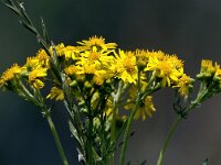 Jacobaea paludosa 18, Moeraskruiskruid, Saxifraga-Bart Vastenhouw