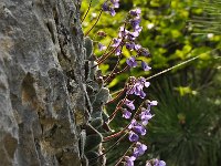 Jankaea heldreichii 32, Saxifraga-Harry Jans  Jancaea heldreichii