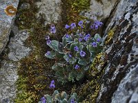 Jankaea heldreichii 33, Saxifraga-Harry Jans  Jancaea heldreichii