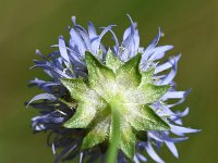 Jasione montana 60, Zandblauwtje, Saxifraga-Sonja Bouwman