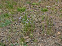 Jasione montana 63, Zandblauwtje, Saxifraga-Hans Grotenhuis