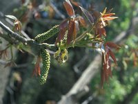 Juglans regia 29, Okkernoot, Saxifraga-Jan van der Straaten