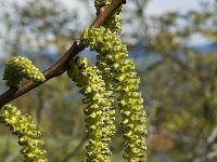 Juglans regia 1, Okkernoot, Saxifraga-Marijke Verhagen