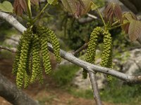 Juglans regia 10, Okkernoot, Saxifraga-Jan van der Straaten