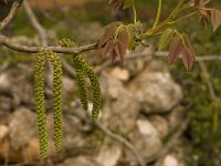 Juglans regia 11, Okkernoot, Saxifraga-Willem van Kruijsbergen