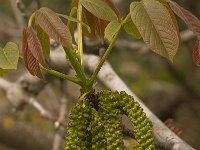 Juglans regia 12, Okkernoot, Saxifraga-Willem van Kruijsbergen