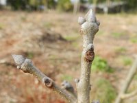 Juglans regia 14, Okkernoot, Saxifraga-Rutger Barendse