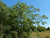 Juglans regia 16, Okkernoot, Saxifraga-Ed Stikvoort