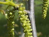 Juglans regia 18, Okkernoot, Saxifraga-Marijke Verhagen