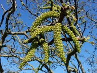 Juglans regia 19, Okkernoot, Saxifraga-Ed Stikvoort