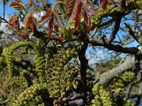 Juglans regia 2, Okkernoot, Saxifraga-Ed Stikvoort