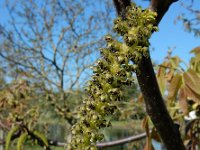 Juglans regia 24, Okkernoot, Saxifraga-Ed Stikvoort