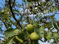 Juglans regia 26, Okkernoot, Saxifraga-Ed Stikvoort