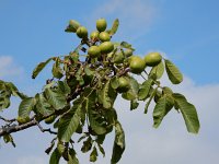 Juglans regia 27, Okkernoot, Saxifraga-Ed Stikvoort