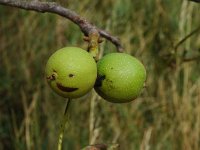 Juglans regia 4, Okkernoot, Saxifraga-Jan van der Straaten