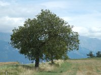 Juglans regia 8, Okkernoot, Saxifraga-Jan van der Straaten