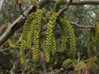 Juglans regia 9, Okkernoot, Saxifraga-Jan van der Straaten