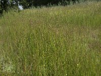 Juncus acutiflorus 10, Veldrus, Saxifraga-Willem van Kruijsbergen